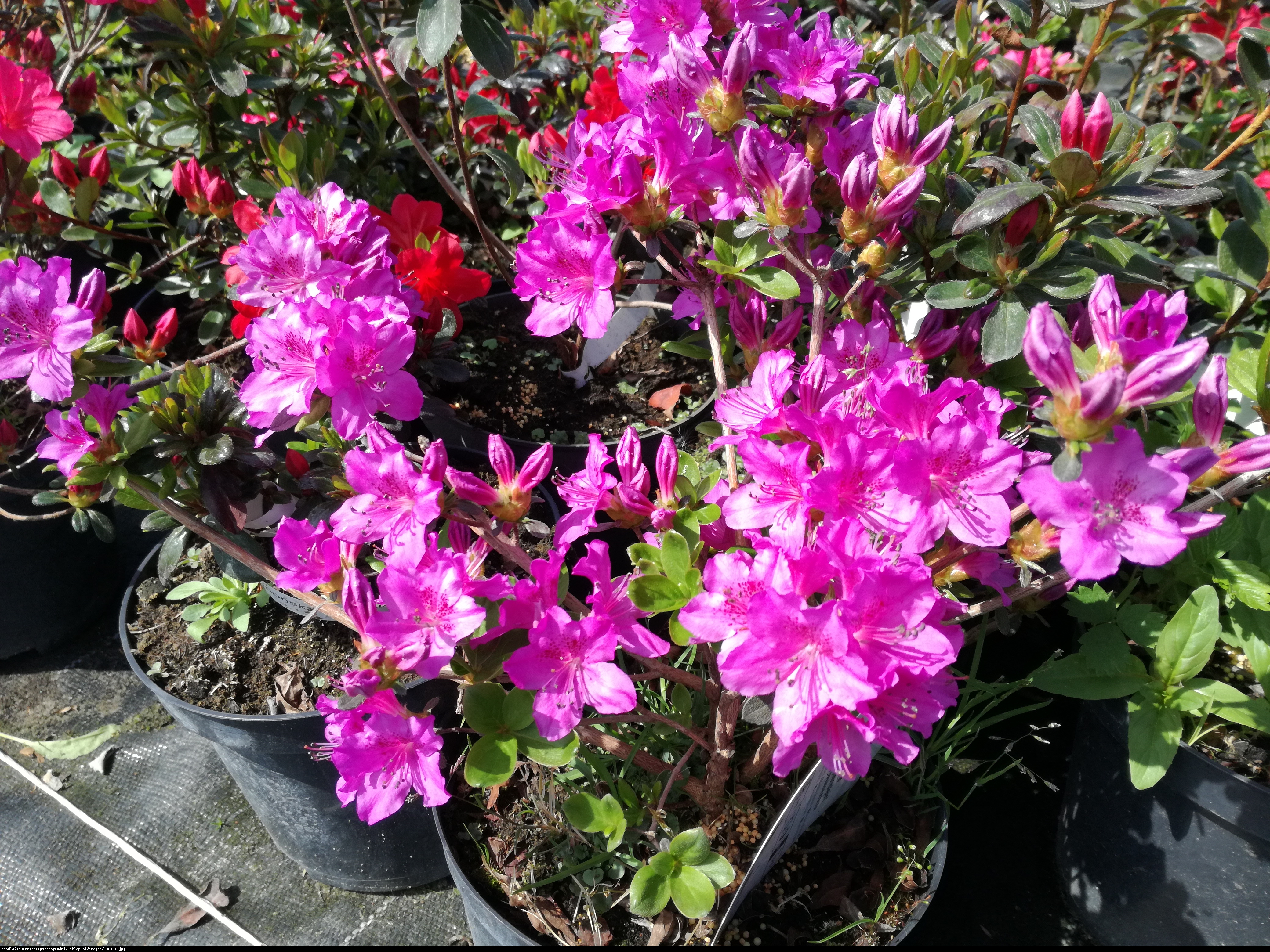 azalia japońska Enzett-Lilienstein - Rhododendron Enzett-Lilienstein