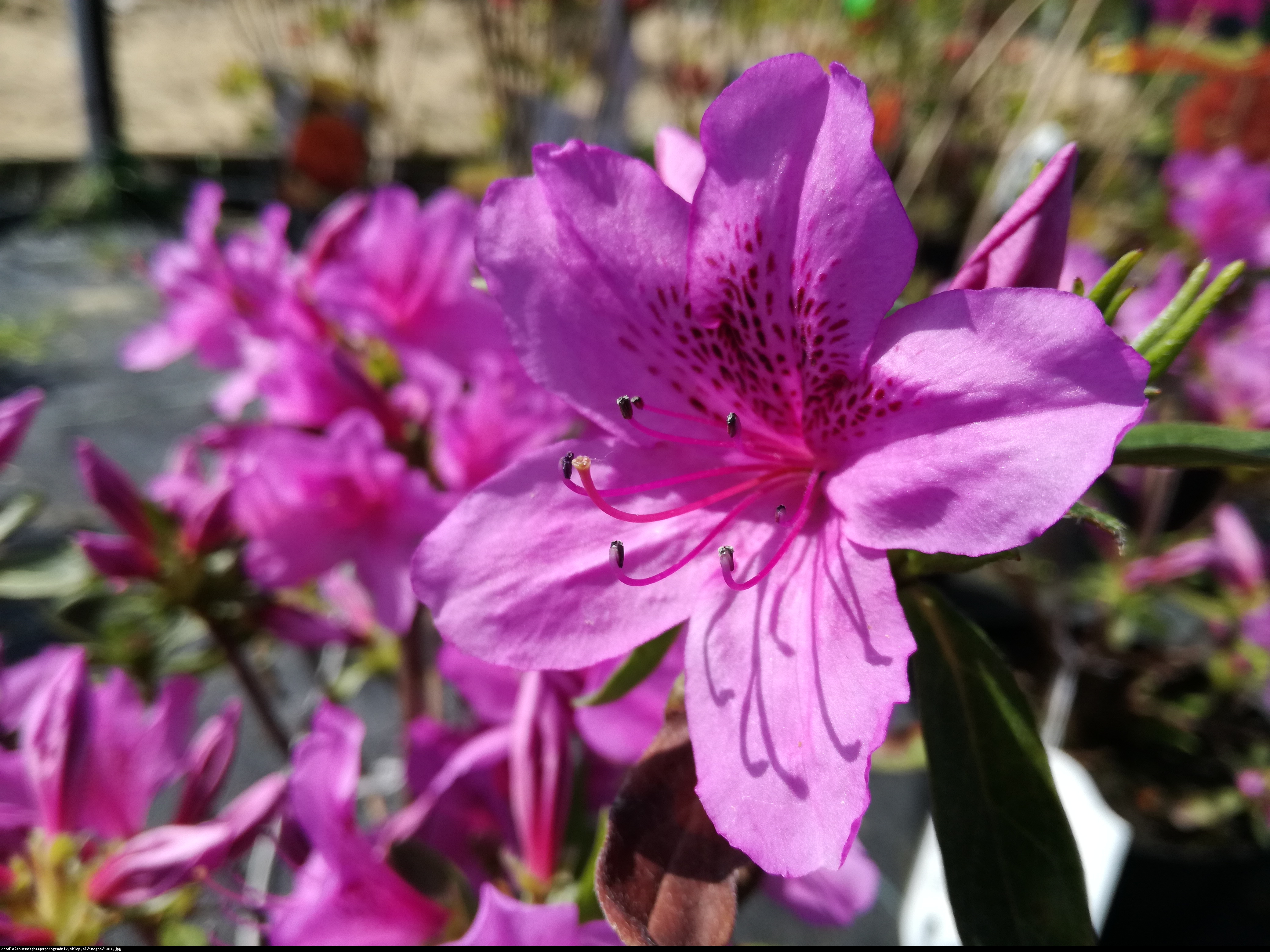azalia japońska Enzett-Lilienstein - Rhododendron Enzett-Lilienstein