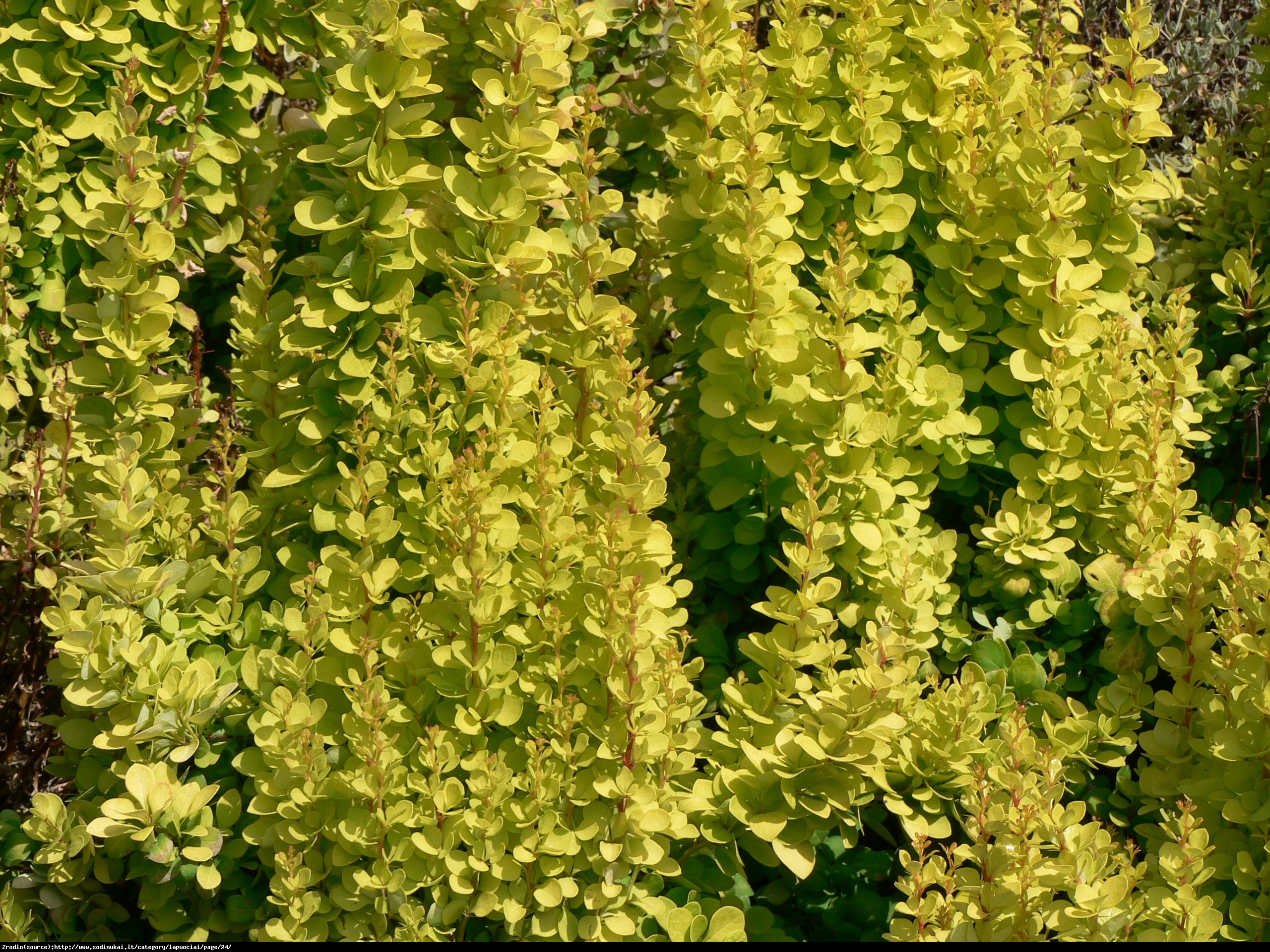 Berberys Goldalita - Berberis thunbergii  Goldalita 