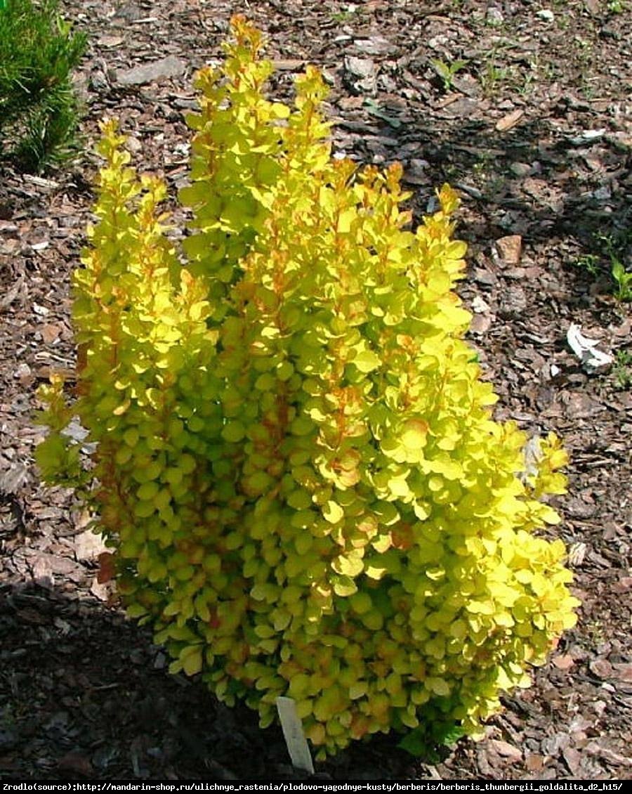 Berberys Goldalita - Berberis thunbergii  Goldalita 