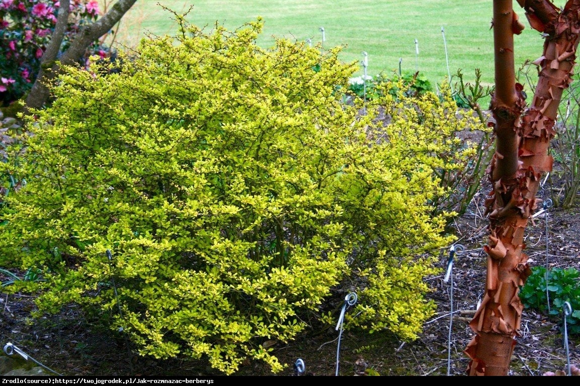 Berberys Goldalita - Berberis thunbergii  Goldalita 