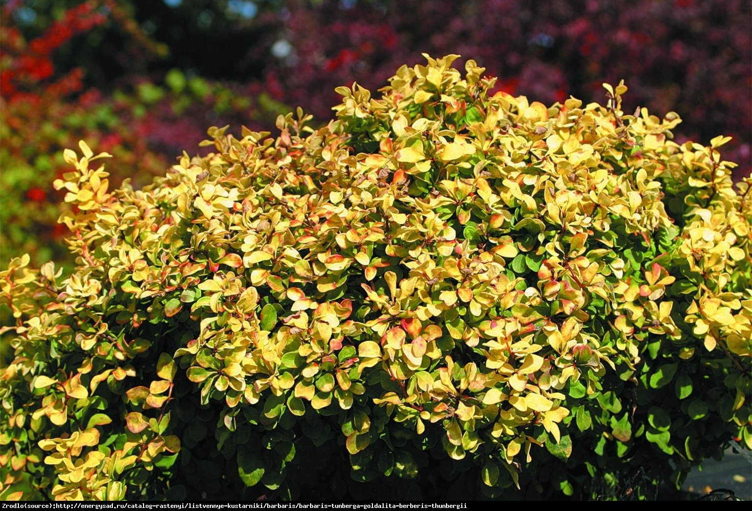 Berberys Goldalita - Berberis thunbergii  Goldalita 