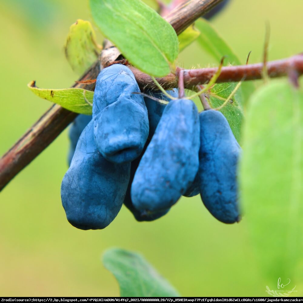 Jagoda kamczacka Boreal Beauty - Lonicera caerulea var. kamtschatica Boreal Beauty