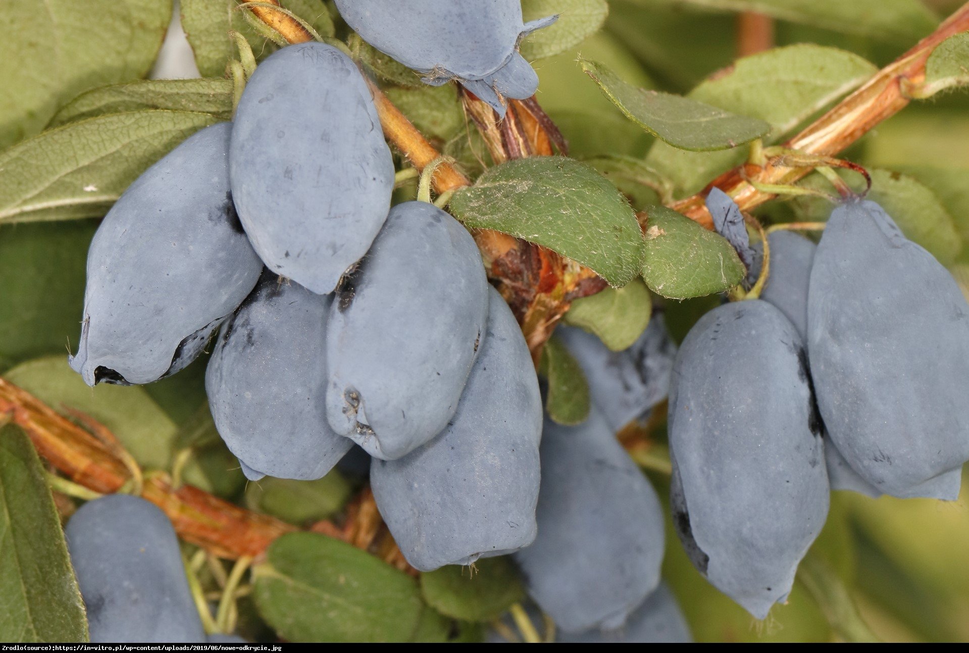 Jagoda kamczacka Boreal Blizzard - Lonicera caerulea var. kamtschatica Boreal Blizzard