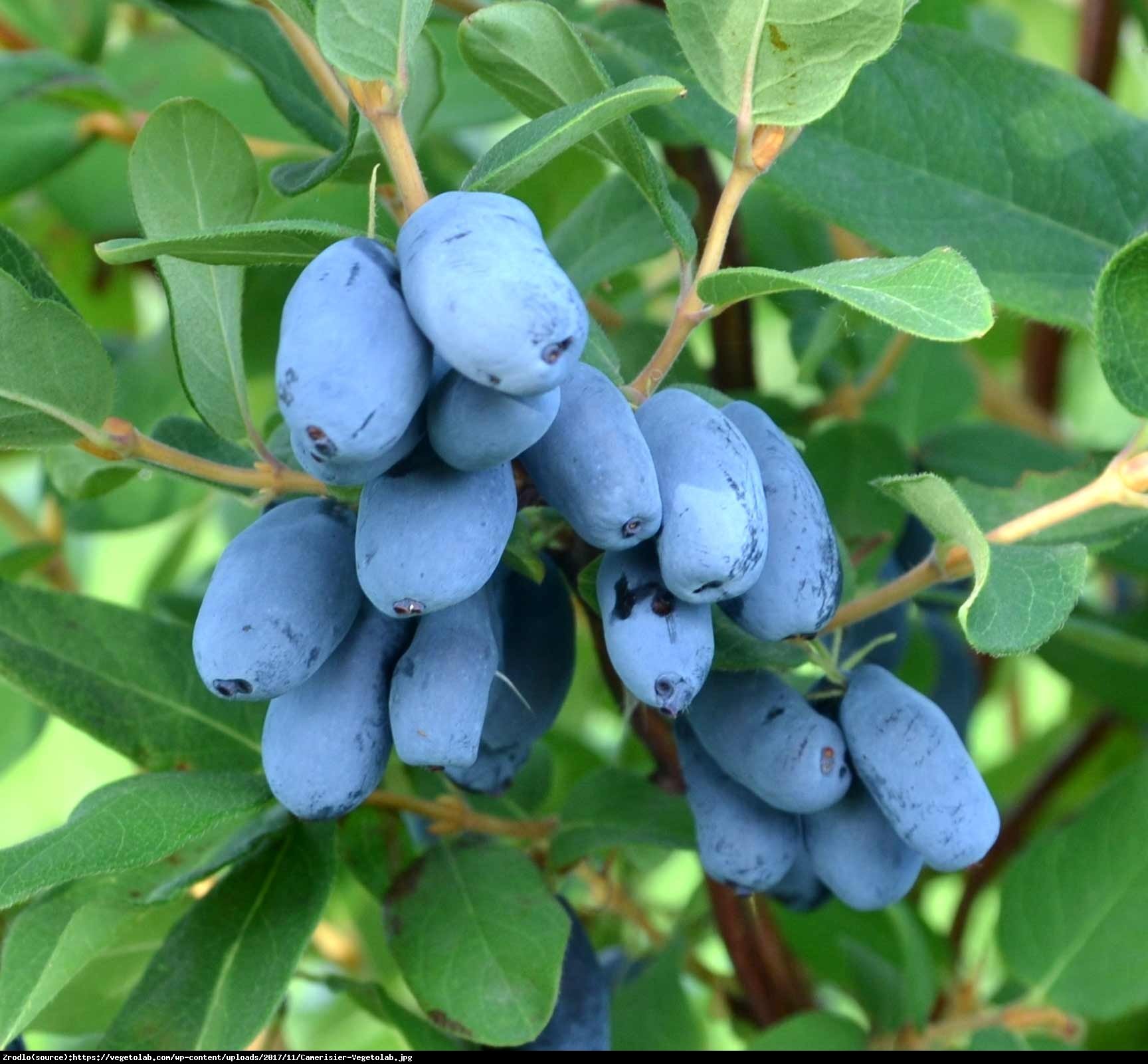 Jagoda kamczacka Boreal Beast - Lonicera caerulea var. kamtschatica Boreal Beast