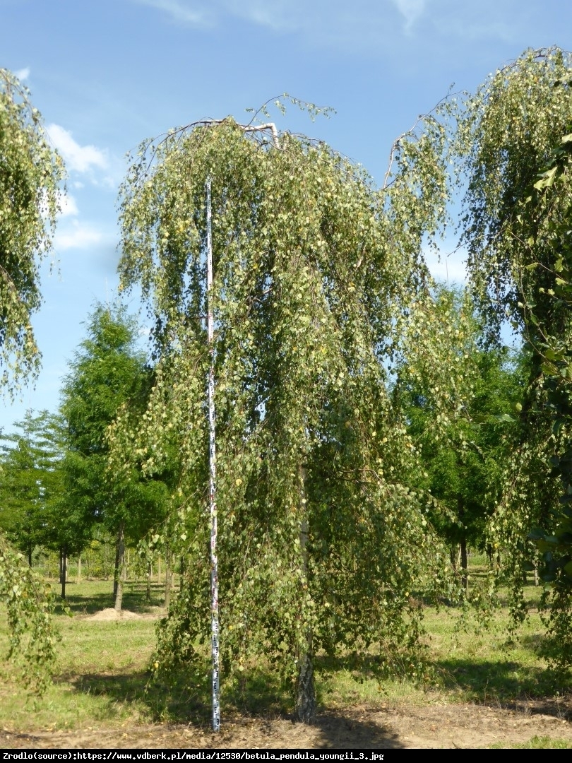 Brzoza brodawkowata Youngii  - Betula pendula Youngii 