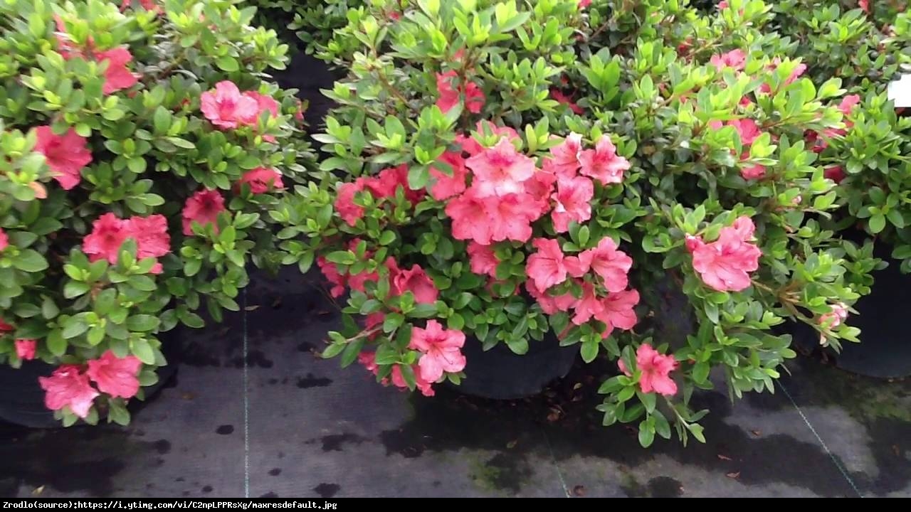 azalia Gabrielle Hill - Rhododendron Gabrielle Hill
