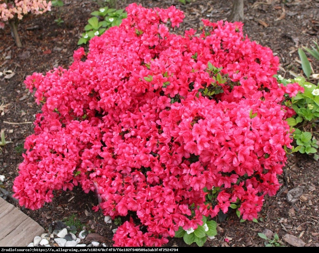 azalia Rubinetta - Rhododendron Rubinetta