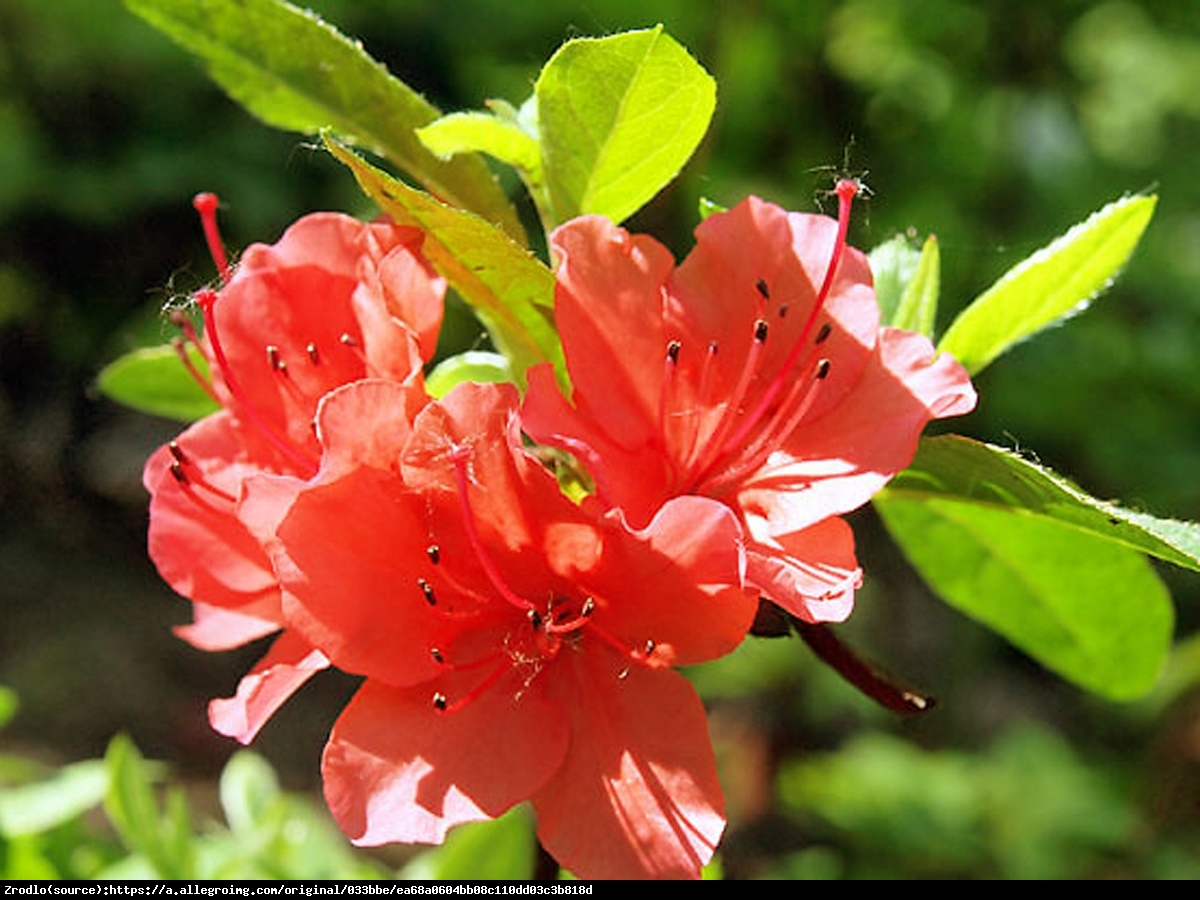 azalia Alexander - Rhododendron Alexander