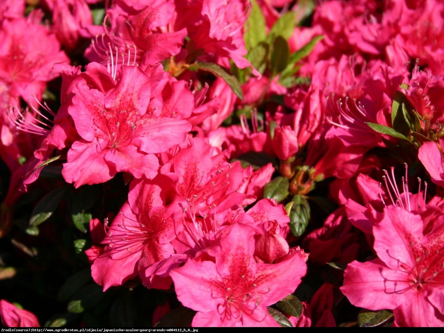 azalia Georg Arends - Rhododendron Georg Arends