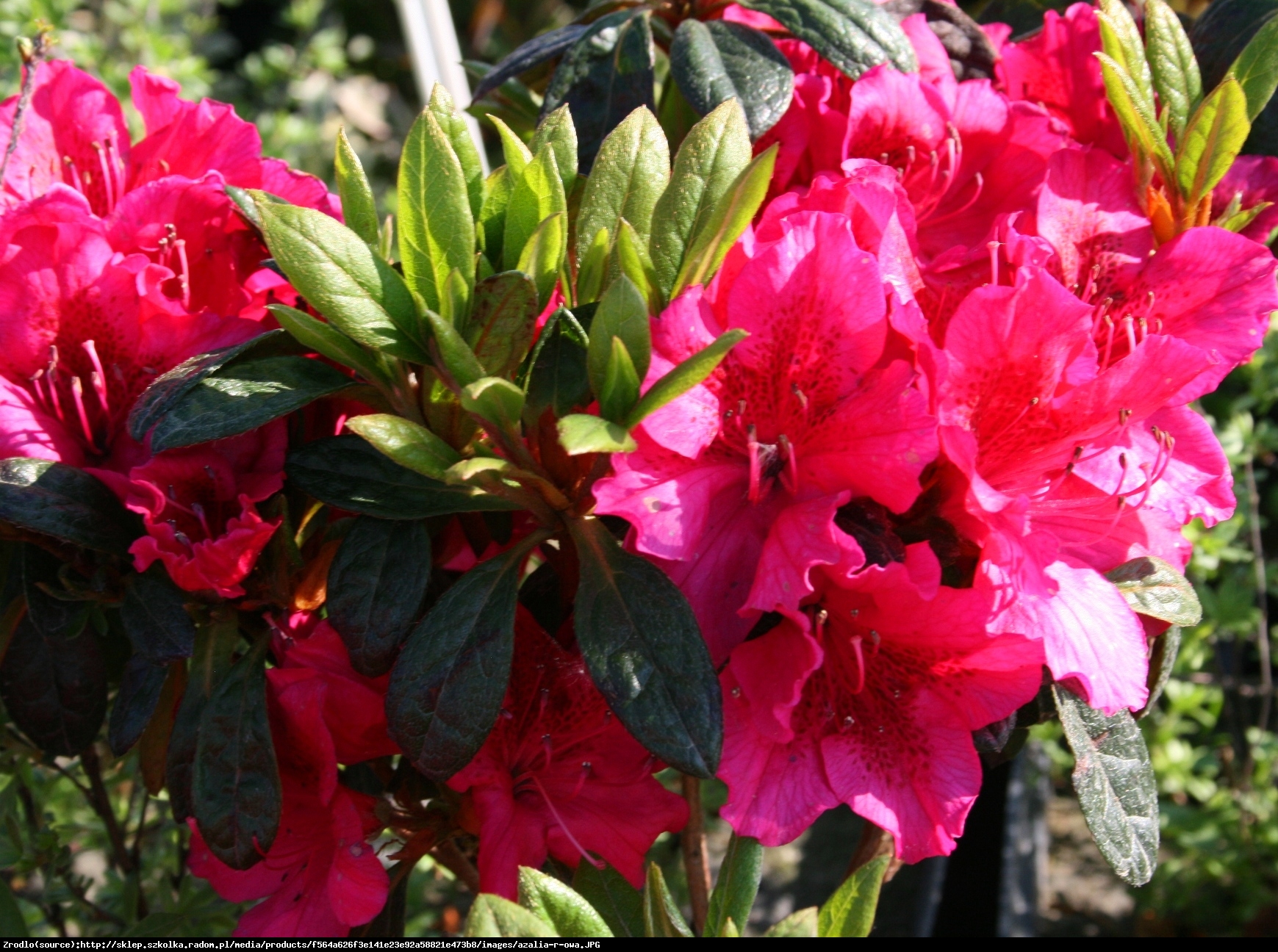 azalia Georg Arends - Rhododendron Georg Arends