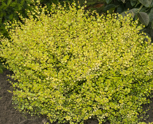 Brzoza karłowata GOLDEN TREASURE - Betula nana GOLDEN TREASURE