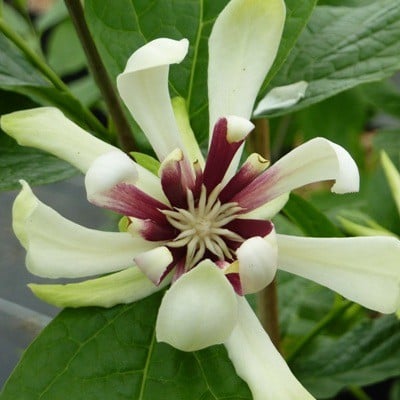 Kielichowiec Venus - Calycanthus Venus