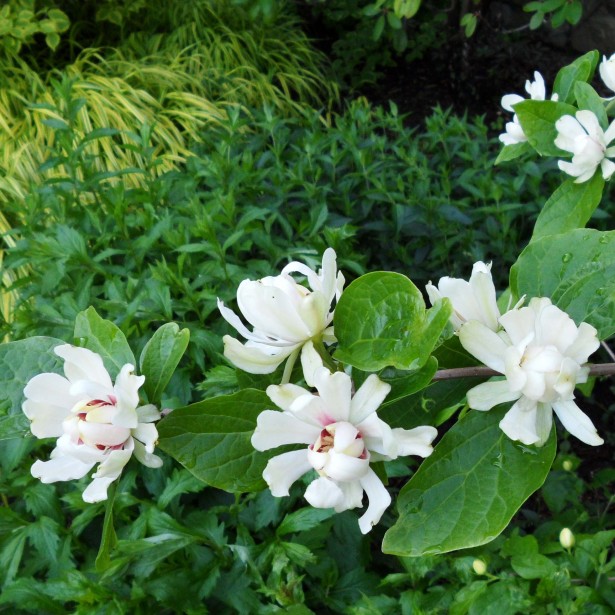 Kielichowiec Venus - Calycanthus Venus