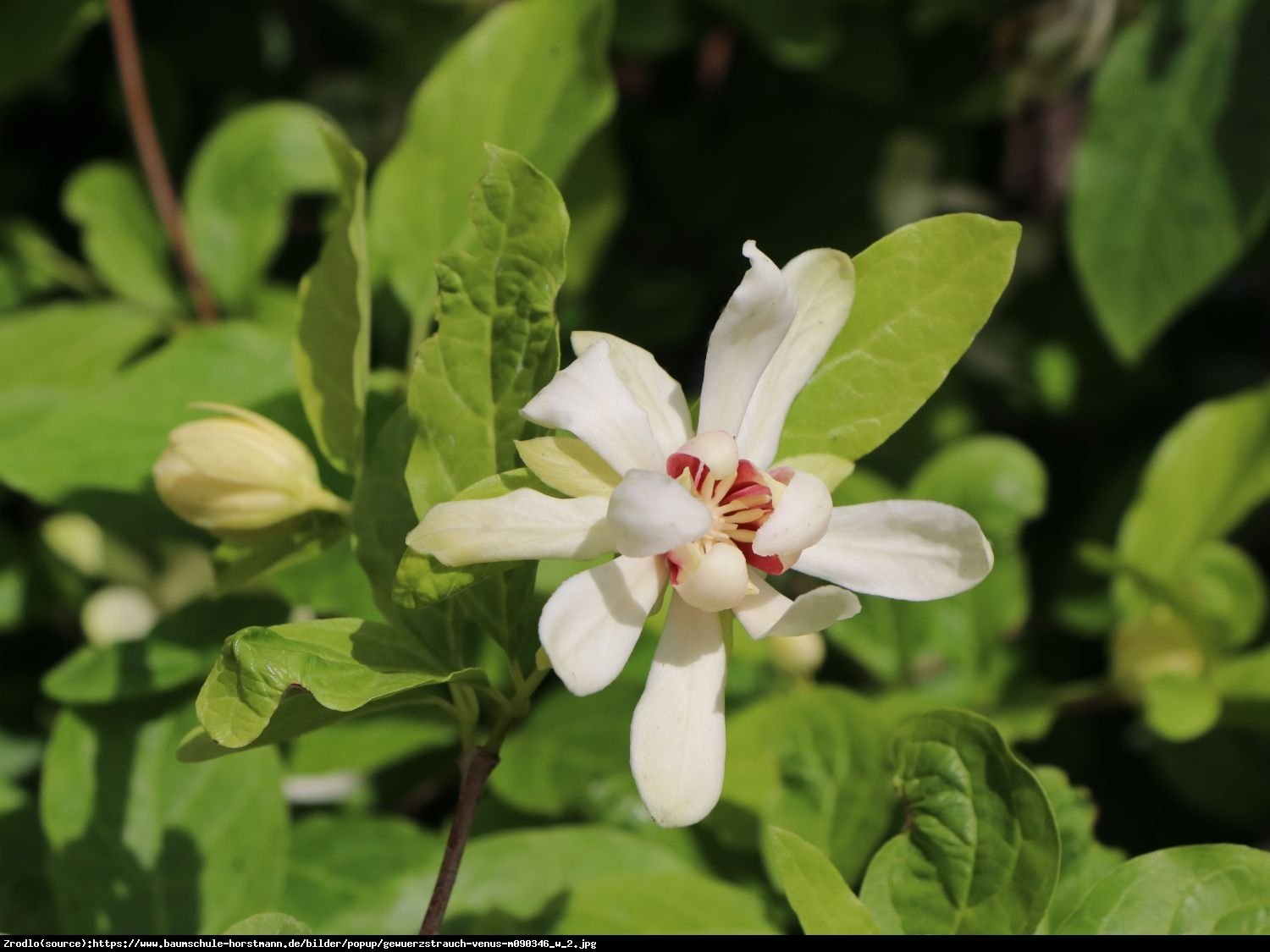 Kielichowiec Venus - Calycanthus Venus