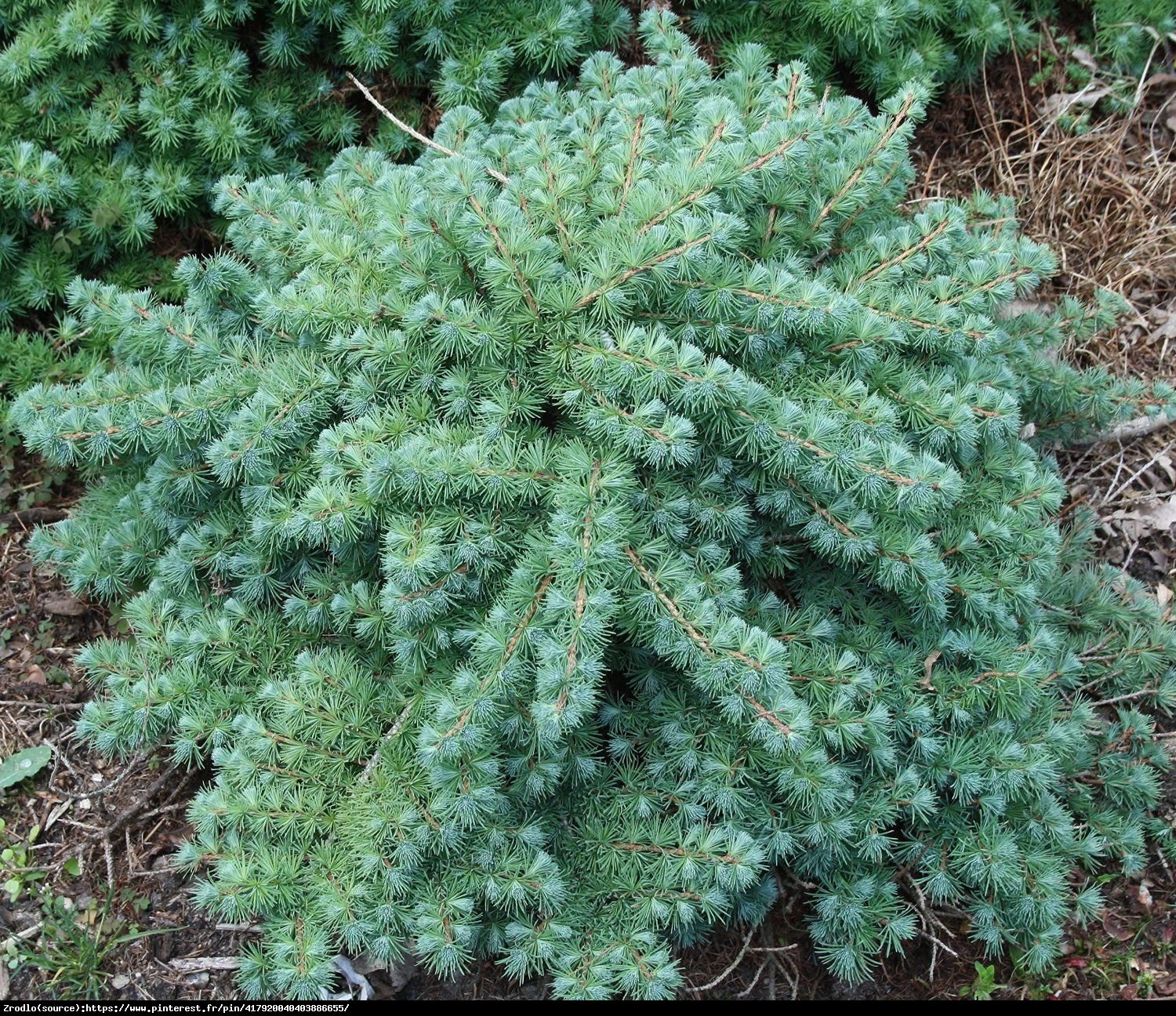 Modrzew japoński Blue Dwarf  - Larix kaempferi  Blue Dwarf 