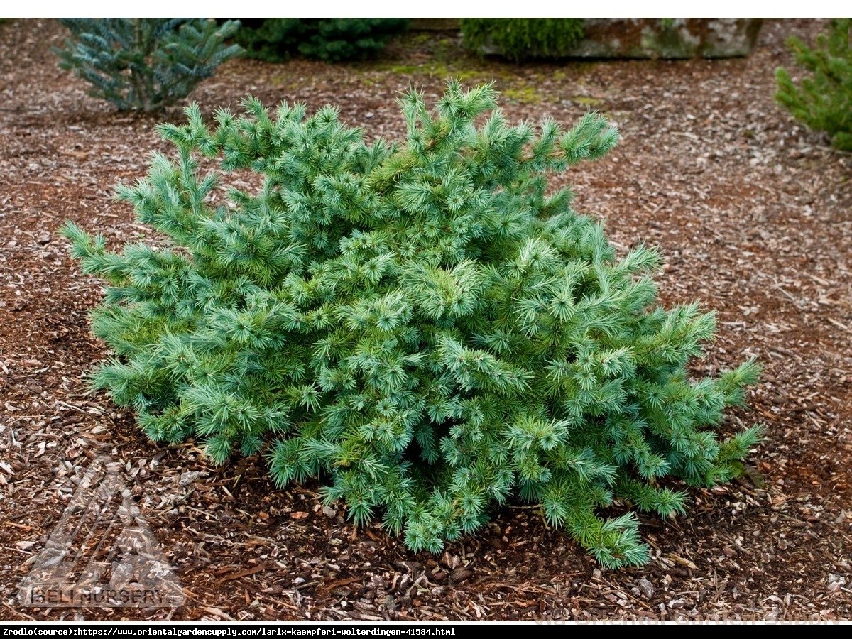 Modrzew japoński Blue Dwarf  - Larix kaempferi  Blue Dwarf 