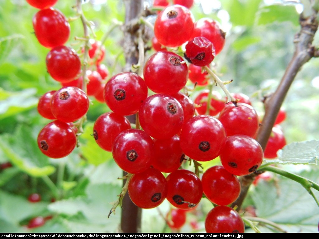 Porzeczka czerwona krzew Rolan - Ribes rubrum Rolan