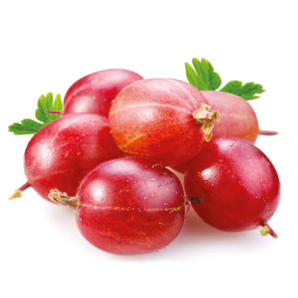 Agrest czerwony Hinnonmaki Rot - KRZEW - Ribes uva-crispa Hinnonmaki Rot