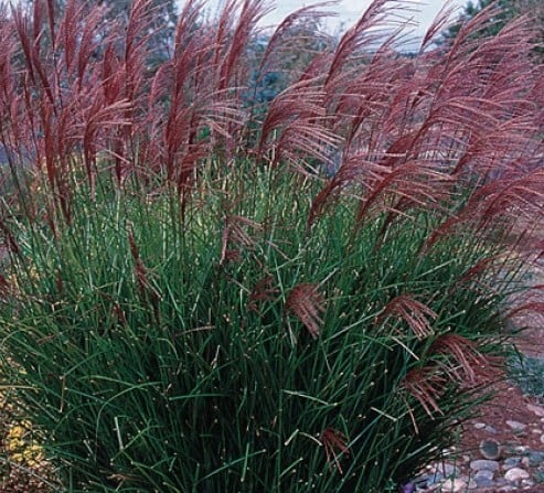 Miskant chiński Rotfeder - Miscanthus sinensis Rotfeder