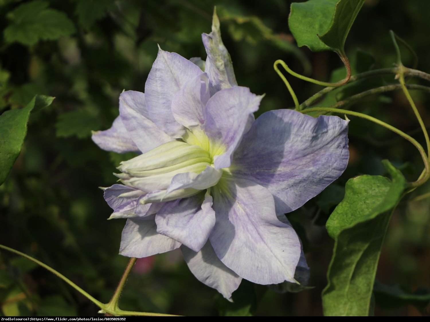 Powojnik wielkokwiatowy Mazury - Clematis Mazury