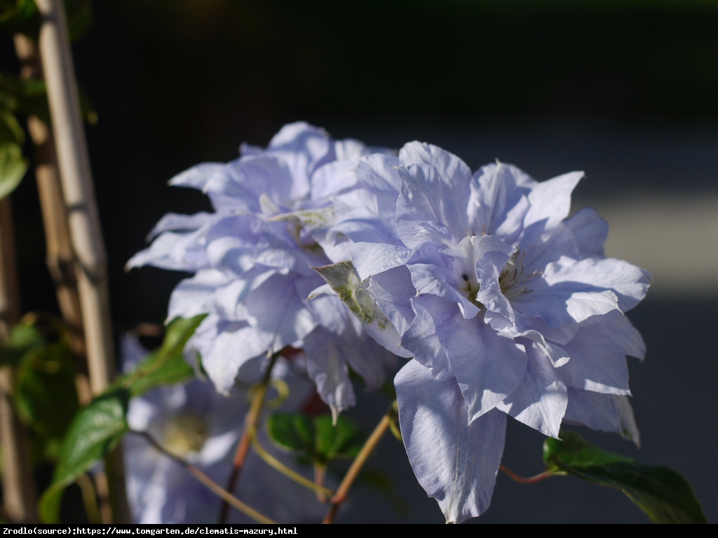 Powojnik wielkokwiatowy Mazury - Clematis Mazury