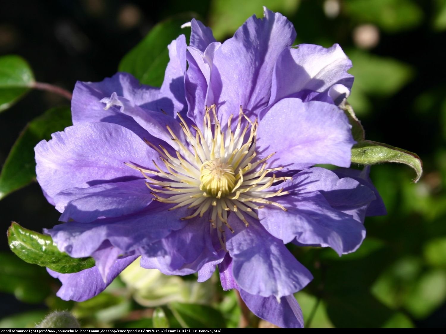 Powojnik wielkokwiatowy Kiri Te Kanawa - pełne kwiaty - Clematis Kiri Te Kanawa