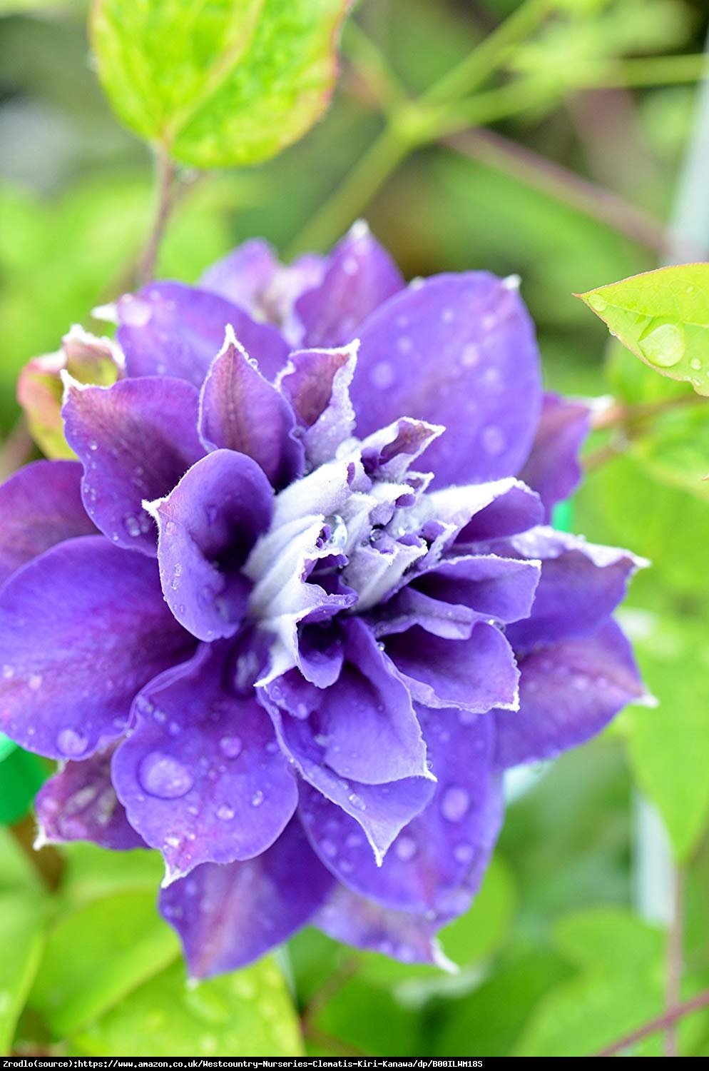 Powojnik wielkokwiatowy Kiri Te Kanawa - pełne kwiaty - Clematis Kiri Te Kanawa