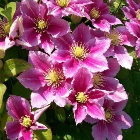 Powojnik wielkokwiatowy Piilu - półpełne kwiaty - Clematis Piilu