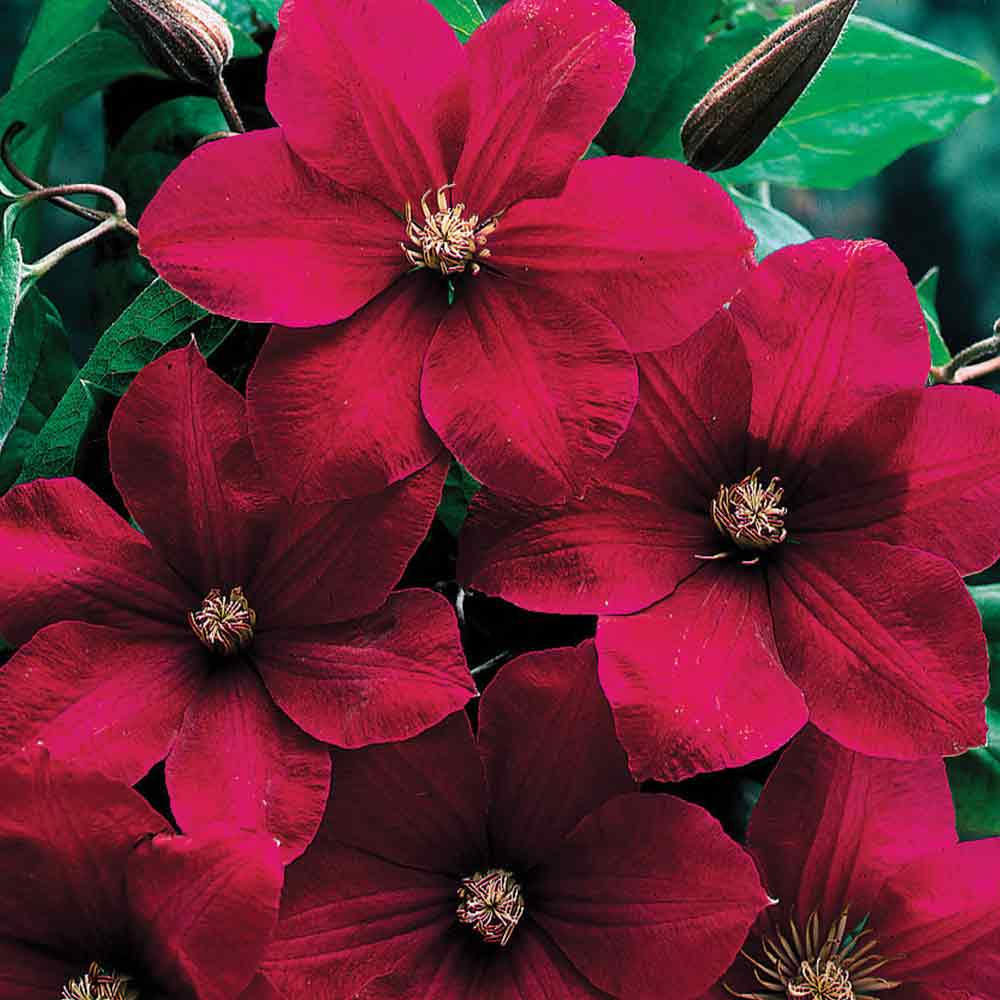 Powojnik wielkokwiatowy Rouge Cardinal - purpurowe aksamitne kwiaty - Clematis Rouge Cardinal