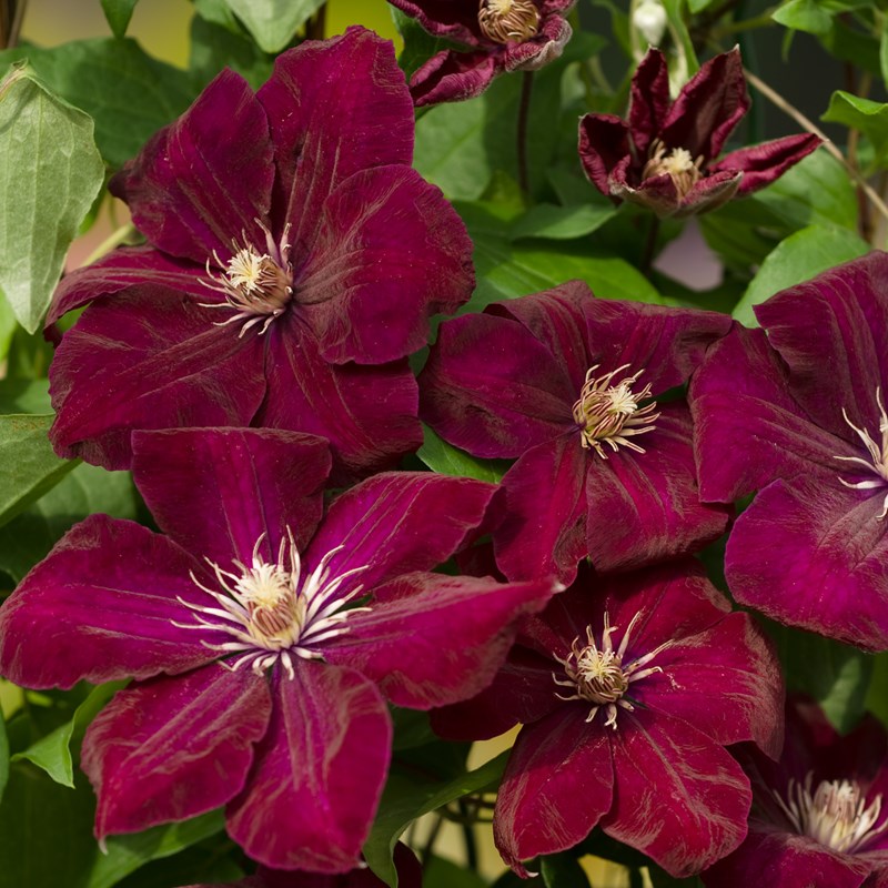 Powojnik wielkokwiatowy Rouge Cardinal - purpurowe aksamitne kwiaty - Clematis Rouge Cardinal