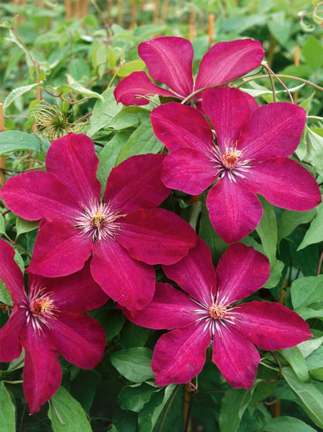 Powojnik wielkokwiatowy Rouge Cardinal - purpurowe aksamitne kwiaty - Clematis Rouge Cardinal