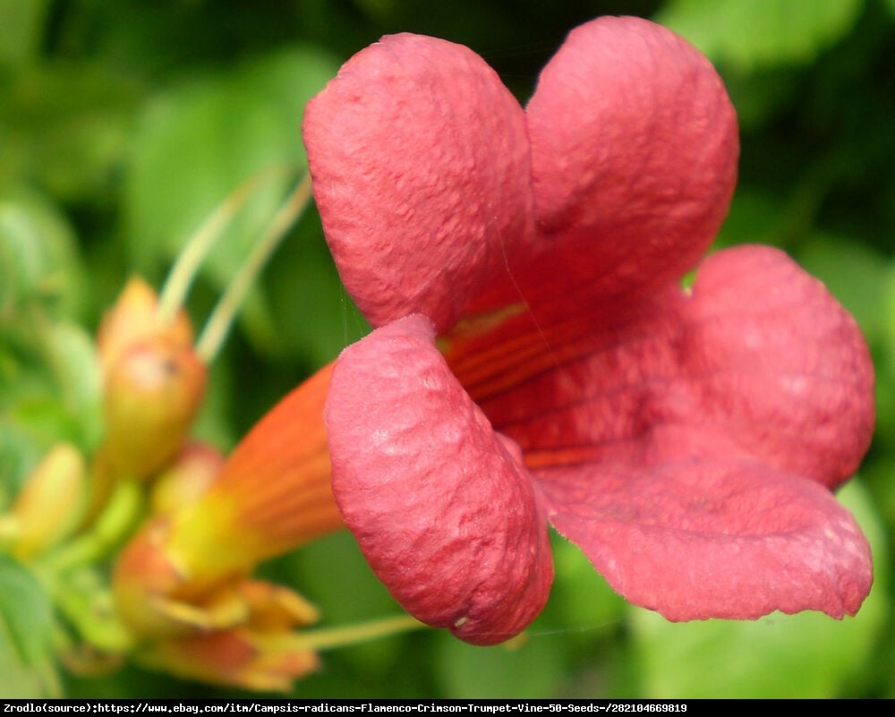 Milin amerykański Flamenco- OGNISTA CZERWIEŃ - Campsis radicans Flamenco