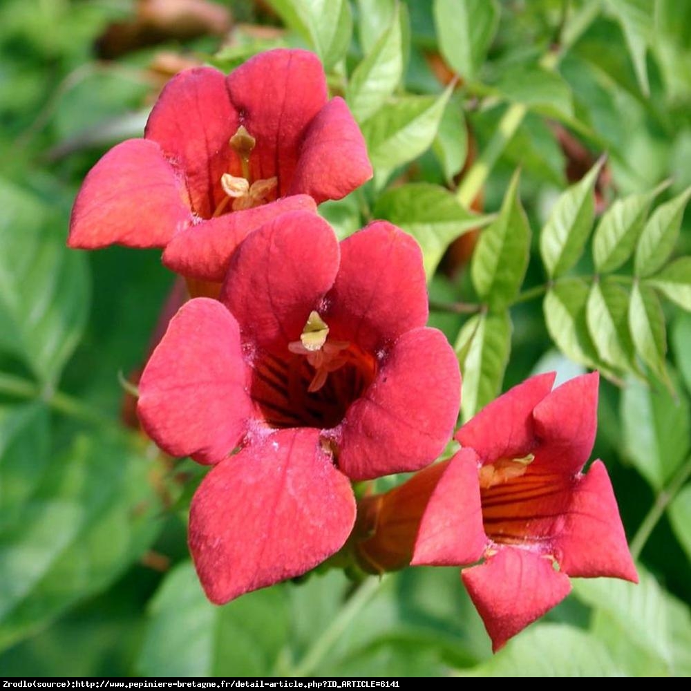 Milin amerykański Flamenco- OGNISTA CZERWIEŃ - Campsis radicans Flamenco