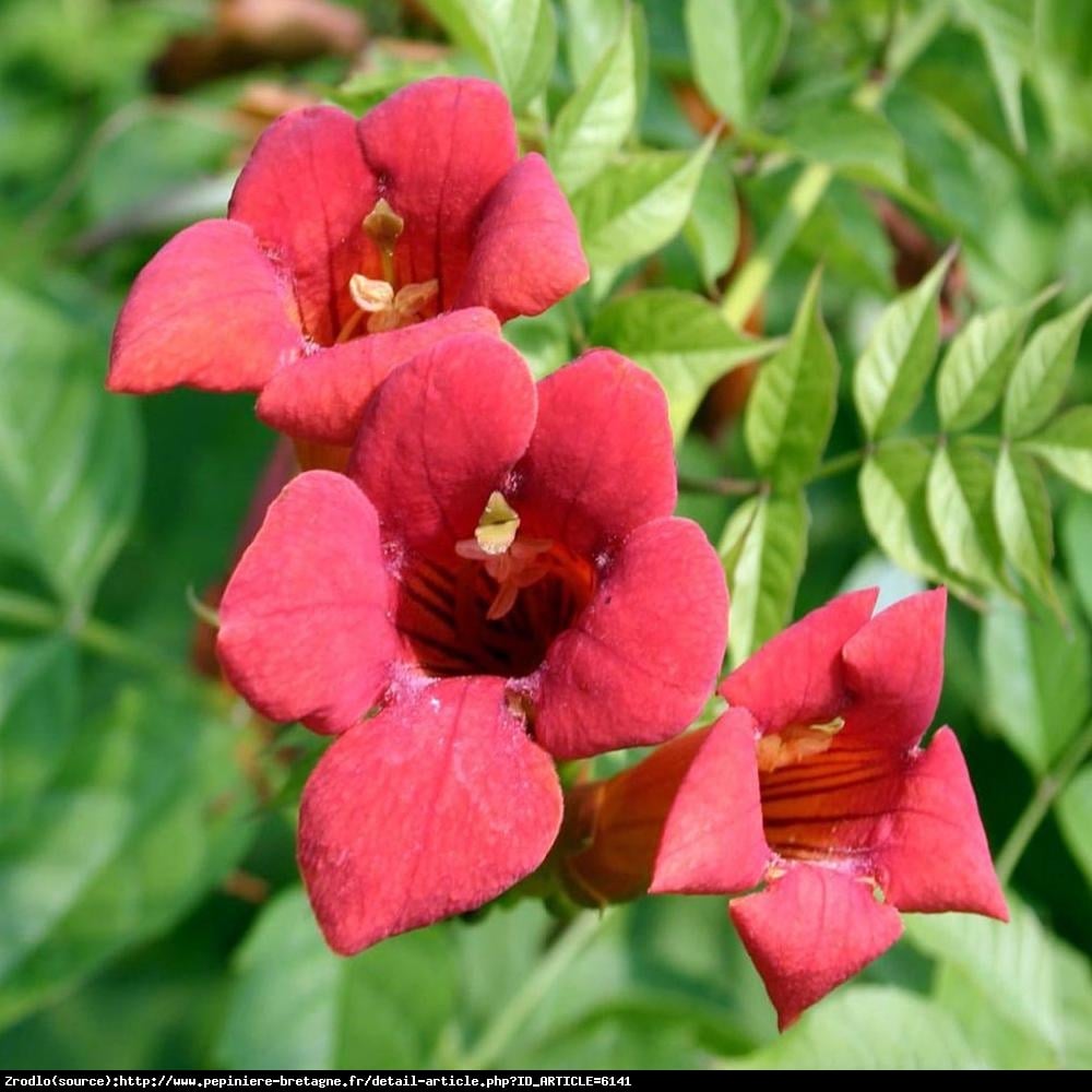 Milin amerykański Flamenco- OGNISTA CZERWIEŃ - Campsis radicans Flamenco