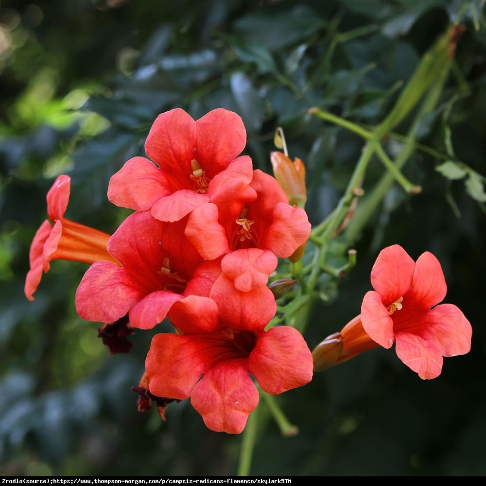 Milin amerykański Flamenco- OGNISTA CZERWIEŃ - Campsis radicans Flamenco