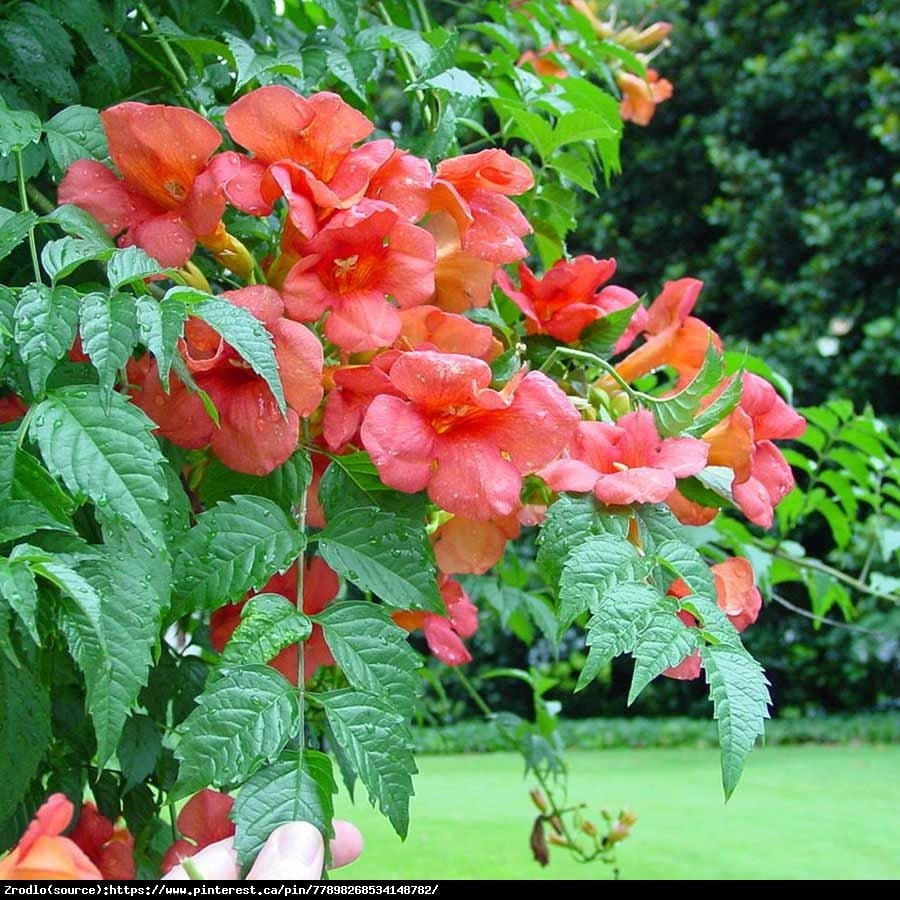 Milin amerykański Flamenco- OGNISTA CZERWIEŃ - Campsis radicans Flamenco