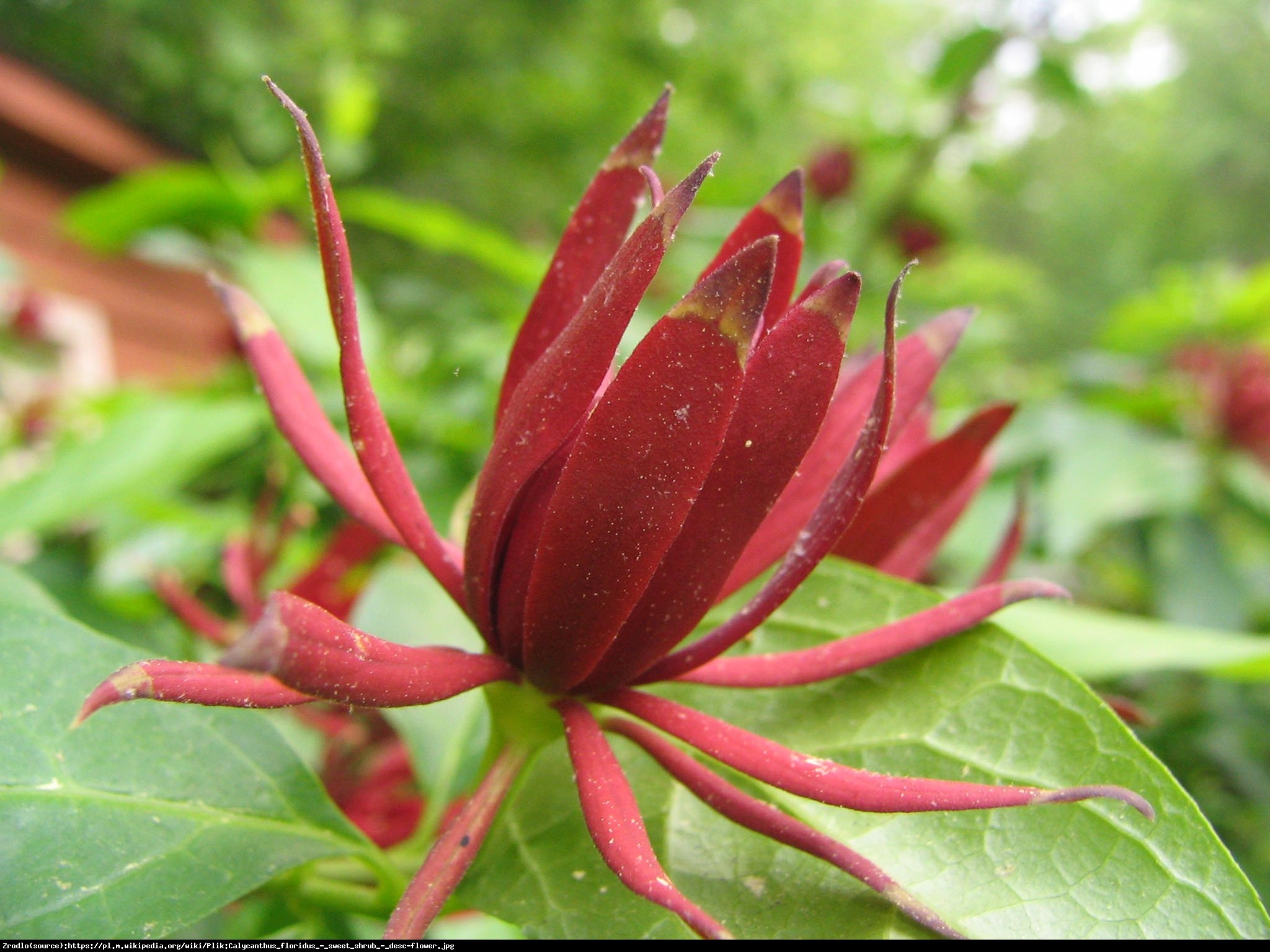 Kielichowiec wonny - Calycanthus floridus