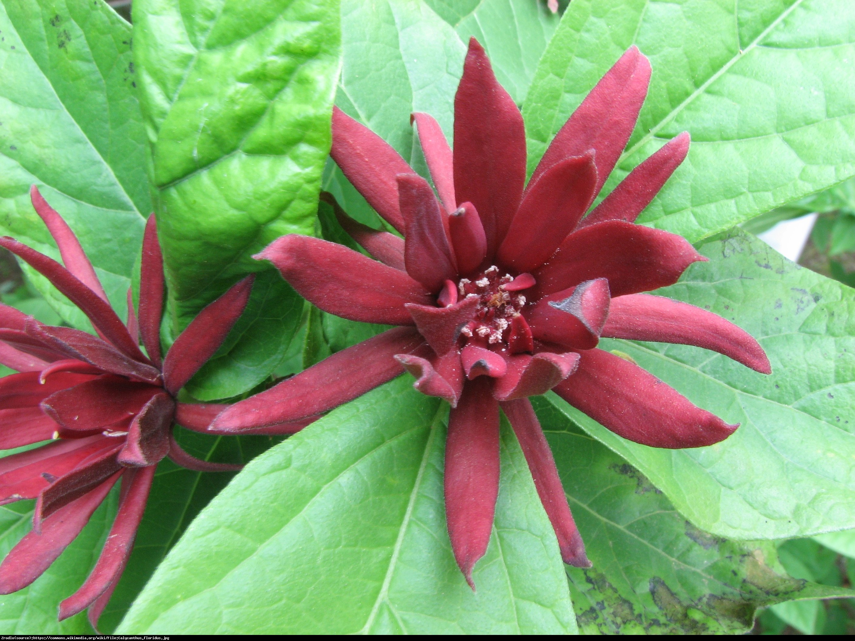 Kielichowiec wonny - Calycanthus floridus