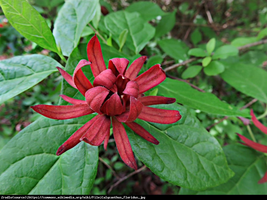 Kielichowiec wonny - Calycanthus floridus