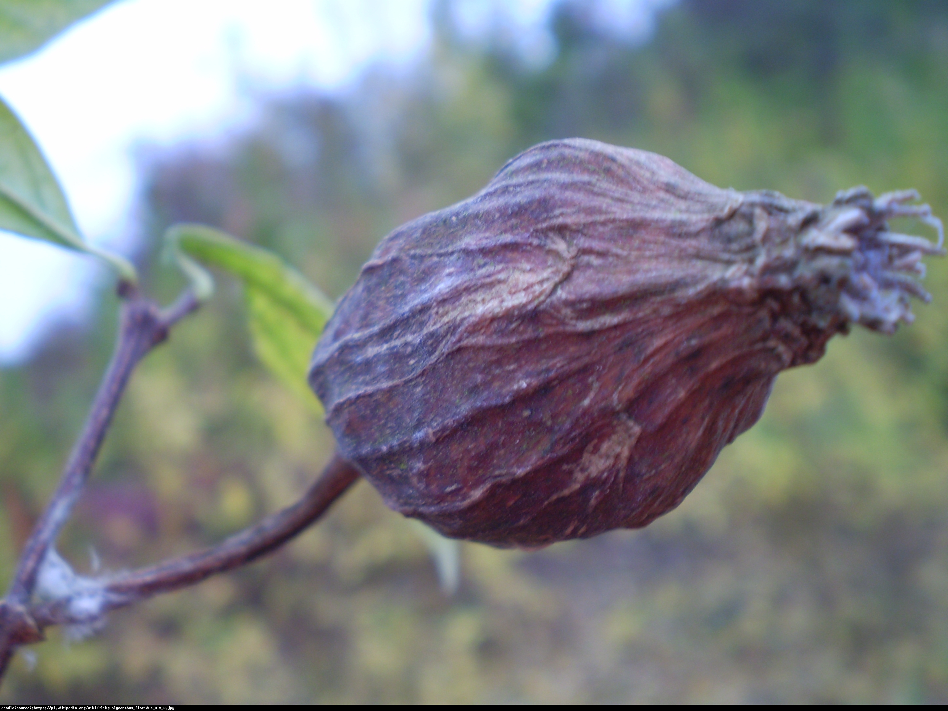 Kielichowiec wonny - Calycanthus floridus