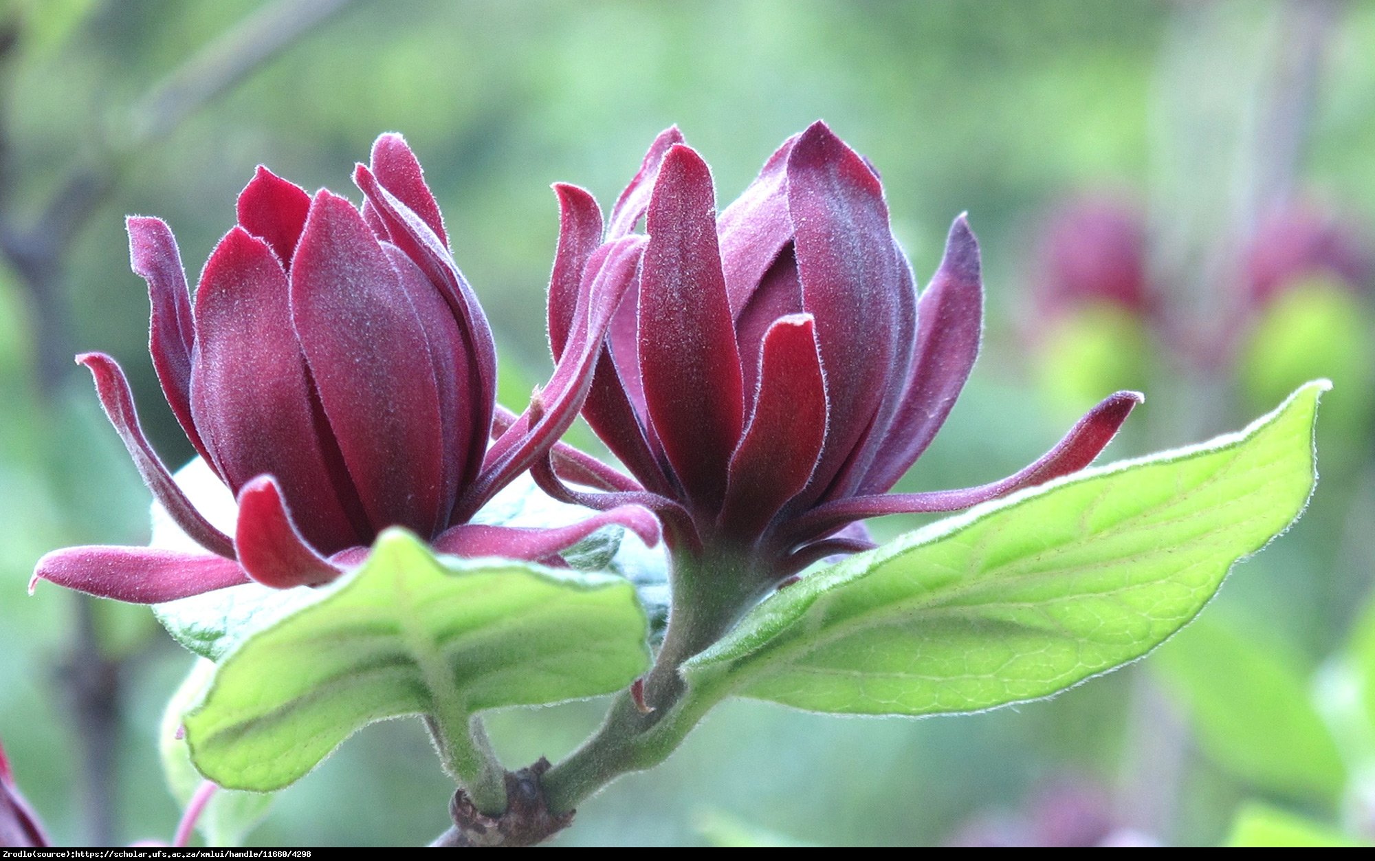 Kielichowiec wonny - Calycanthus floridus