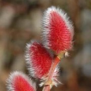 Wierzba smukłoszyjkowa Mount Aso - HIT czerwono-różowe bazie !!! - Salix gracilistyla Mount Aso