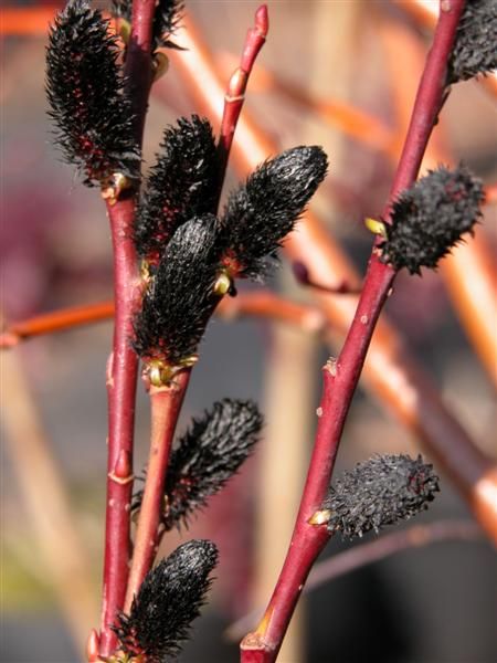 Wierzba smukłoszyjkowa Melanostachys - HIT czarne bazie !!! - Salix gracilistyla Melanostachys