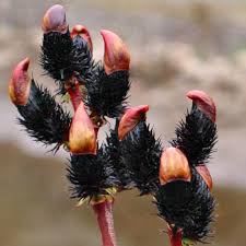 Wierzba smukłoszyjkowa Melanostachys - HIT czarne bazie !!! - Salix gracilistyla Melanostachys