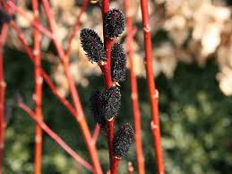Wierzba smukłoszyjkowa Melanostachys - HIT czarne bazie !!! - Salix gracilistyla Melanostachys