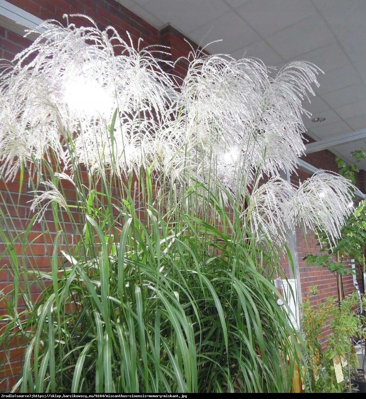 Miskant chiński Memory -Złoty medalista !!! - Miscanthus sinensis Memory