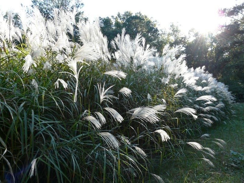 Miskant olbrzymi - prawdziwy olbrzym !!! - Miscanthus giganteus