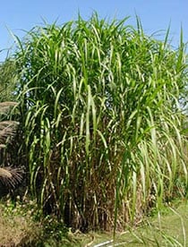 Miskant olbrzymi - prawdziwy olbrzym !!! - Miscanthus giganteus