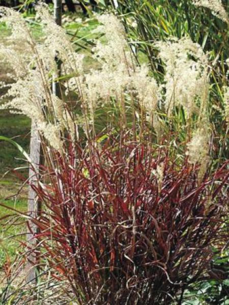 Miskant chiński Dronning Ingrid - czerwone liście - Miscanthus sinensis Dronning Ingrid